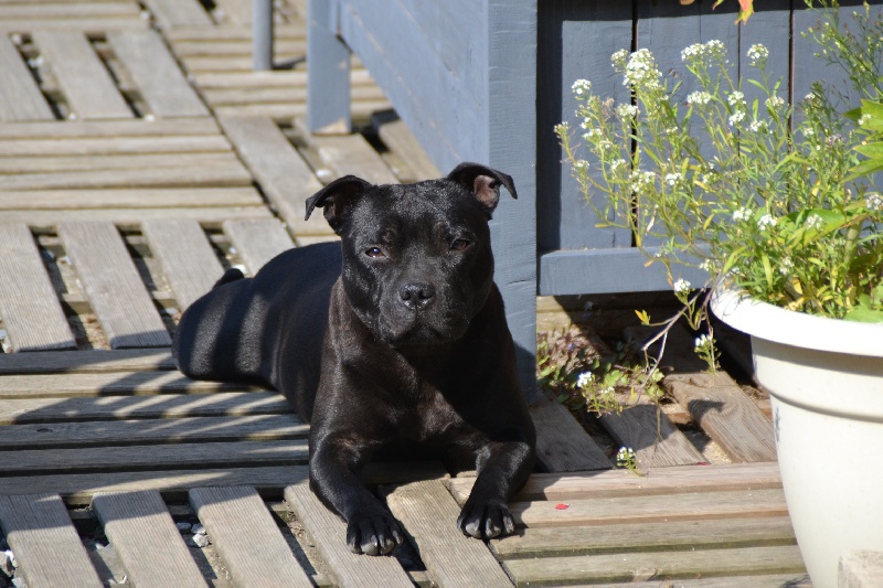 Firsty lady staffi Du cercle V.I.P