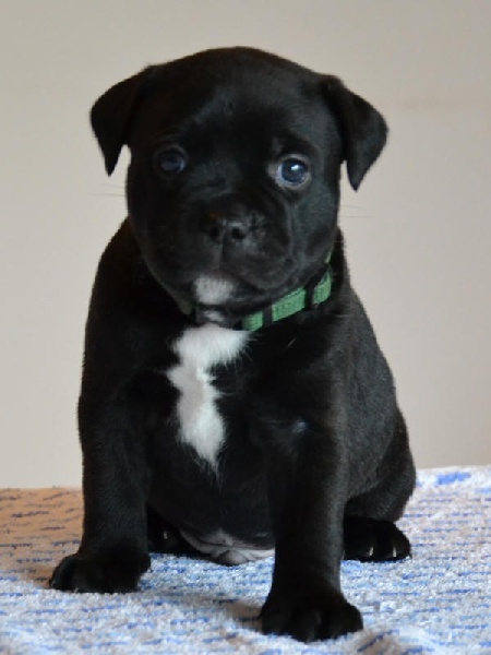 Kimbo slice